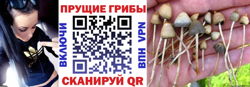 купить наркотик Сибай Галлюциногенные грибы Cubensis